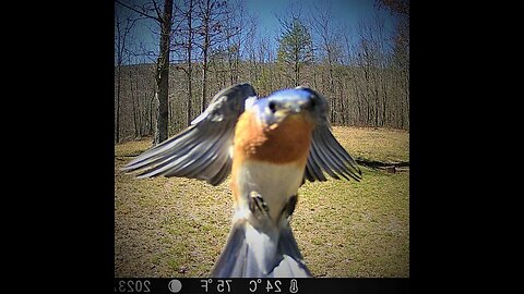 Spring wildlife 2023 - Craig county Virginia cabin