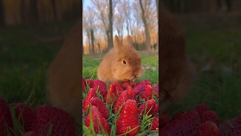 This is a strawberry bunny cute pet rabbit cute pastoral pet