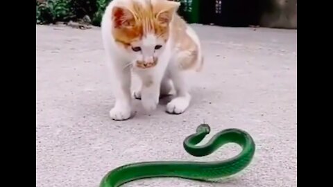 Cute Kitten Fights with Snake