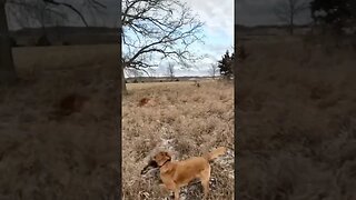 Golden Retriever Retrieves Rooster Pheasant