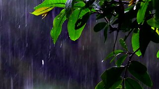 Relaxing Rainy Tree Leaves For Sleeping and Meditating