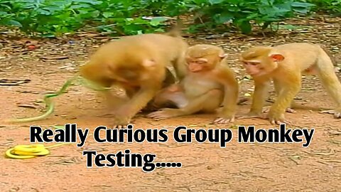 Really curious group, monkey testing