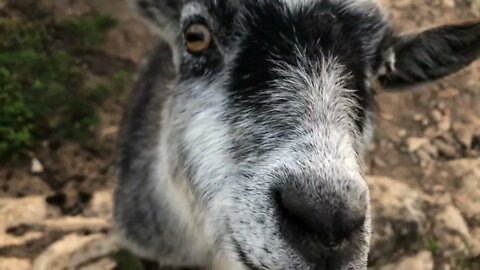 Barnyard Animals say Good Morning