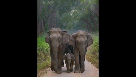 A very beautiful elephant family