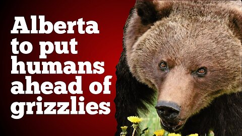Alberta to put humans ahead of grizzlies