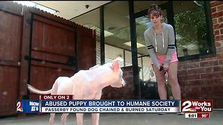 Abused puppy brought to humane society