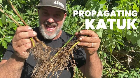 Propagating KATUK Is SO Easy! And You Can Make Money Doing It Too