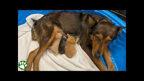 Pregnant RESCUE dog lost her puppies and raised MOTHERLESS kittens