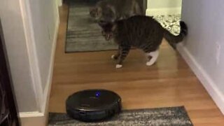Cat is terrified of robot vacuum cleaner