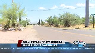 Bobcat attacks Bisbee man