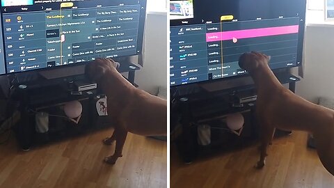 Boxer Can't Stop Barking At Mouse Scroll On Tv