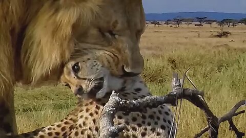 Angry_Lion_kills_Cheetah_in_split_seconds,_Wild_Animals_Attack
