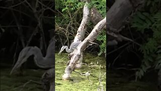 Great Blue Heron Catches A Fish