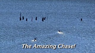 The Amazing Chase!