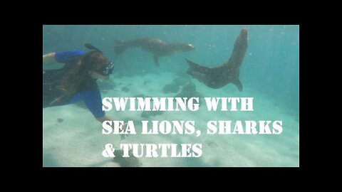 Swimming with Sea Lions, Sharks, and Turtles (San Cristobal Galapagos 360 Tour) - Ep. 84