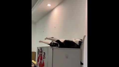 airing out the beans #cats #petanimal #petcast #ytshorts #trending #viral #indianidol #jhoomost
