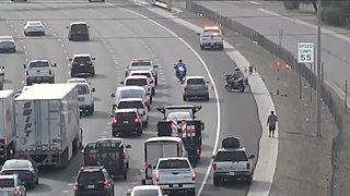 Pack of dogs stop traffic on Phoenix freeway
