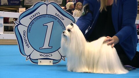 Midland Counties Dog Show - Toy group Shortlist