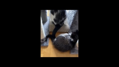 Cat babysitting the kitten with her tail!