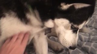 Persistent husky repeatedly demands belly scratches