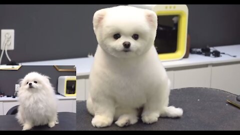 CUTEST PUPPIES - CUTE DOGS BEFORE AND AFTER GROOOM POMERANIAN EDITION
