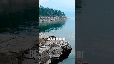 Just combing the beach waiting on the Ferry. #shelterbay #shortsvideo