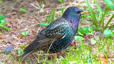 Colorful Starling Carefully Observing His Surroundings While Foraging