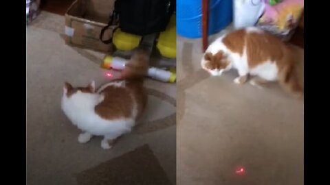 Funny Cat Kuska is Chasing a Laser Pointer