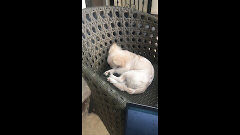 Cute puppy playing outdoor