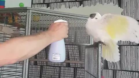 Cockatoo loves to get sprayed by water bottle