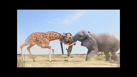 Giraffe vs Elephant fight | Giraffe elephant fight | Angry Giraffe| Angry Elephant |Giraffe funny