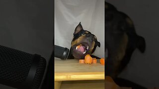 Rottweiler ASMR #shorts #short #viral #asmr #subscribe