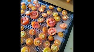 Dehydrating our tomatoes, done!