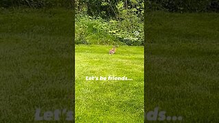 🐰 Here bunny bunny Let’s be friends #natureshorts #outdoors #bunny #animalshorts #WilderNest