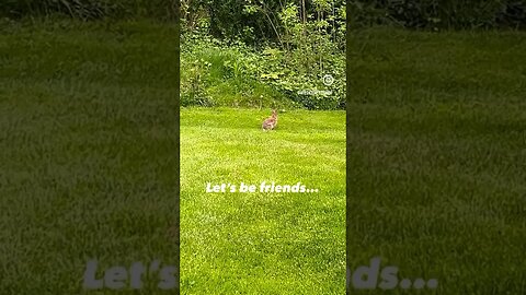 🐰 Here bunny bunny Let’s be friends #natureshorts #outdoors #bunny #animalshorts #WilderNest