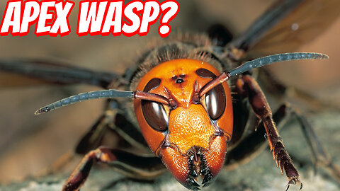 The Real Danger of The Japanese Wasp!