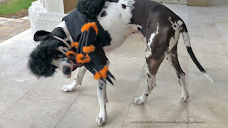 Funny Great Dane Tries To Eat The Legs Of His Halloween Spider Costume