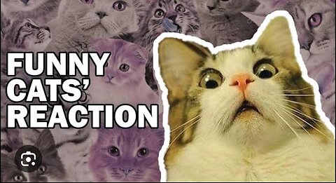 "Cats: The Purr-fect Comedy Show!" 🐾😹