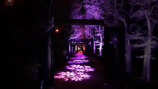 Beautiful Purple Lights #shorts #xmas #light #japan