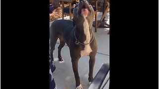 Pit Bull hears ice cream truck, howls in excitement