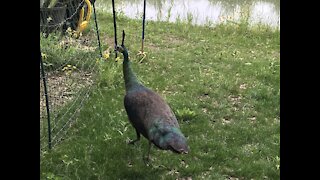 Peacock hanging in the duck yard