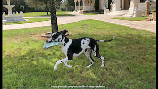 Funny Great Danes Play Newspaper Delivery Tag