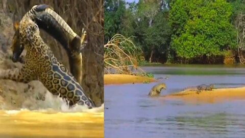 How do leopards catch crocodiles from the river? You will be amazed to see the crocodile caught