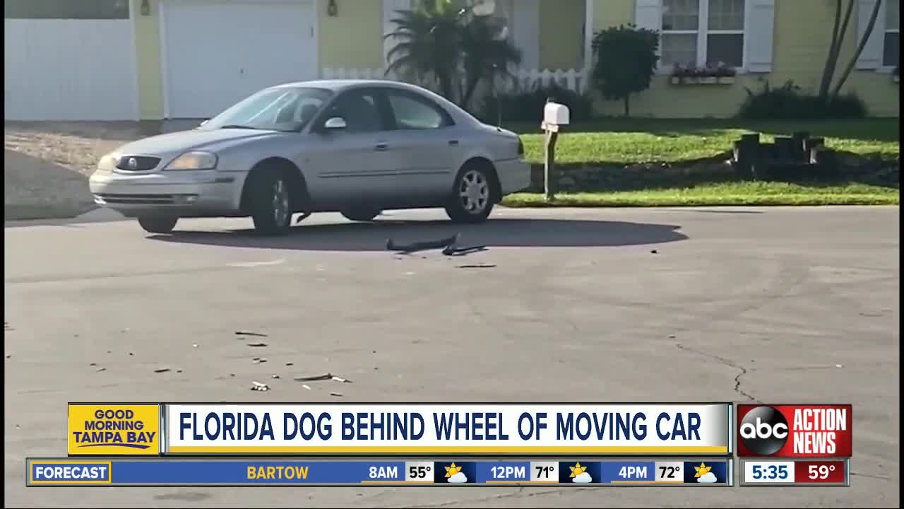 Florida dog behind wheel of moving car