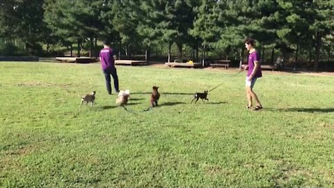 puppies running in the park