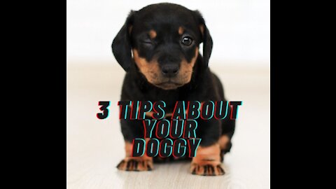 Three Tips about your Dog you didn't know