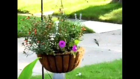 Have you ever seen a beautiful Hummingbird at feeding time? Here it is!