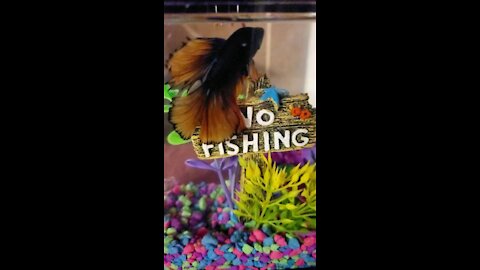 Male Betta Fish 2