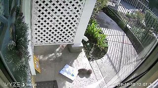 WATCH: Squirrel caught stealing package outside apartment