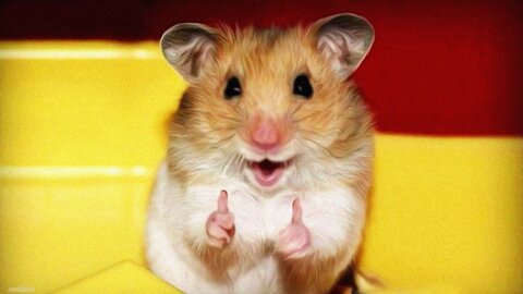 look at this dude - FUNNY HAMSTERS #1